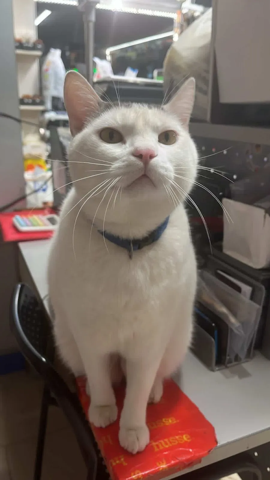 Onyx at the counter