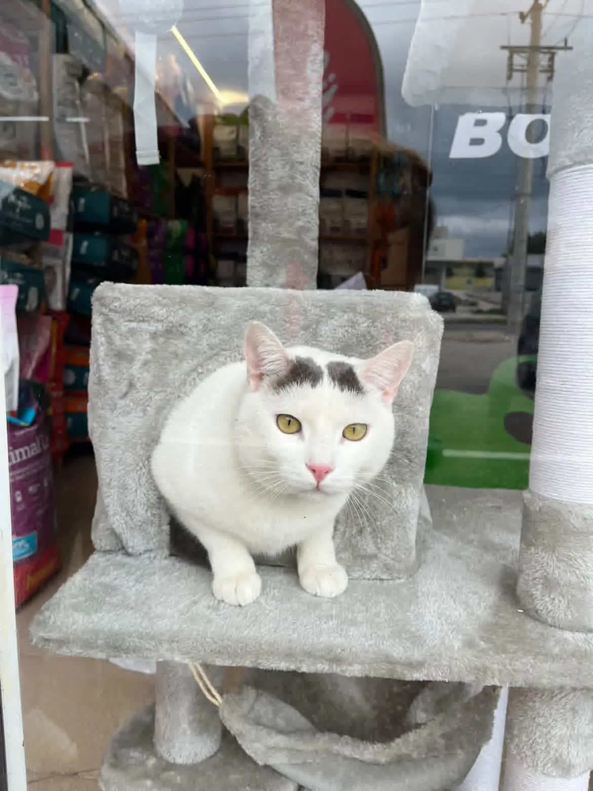 Onyx on the cat tree in the window