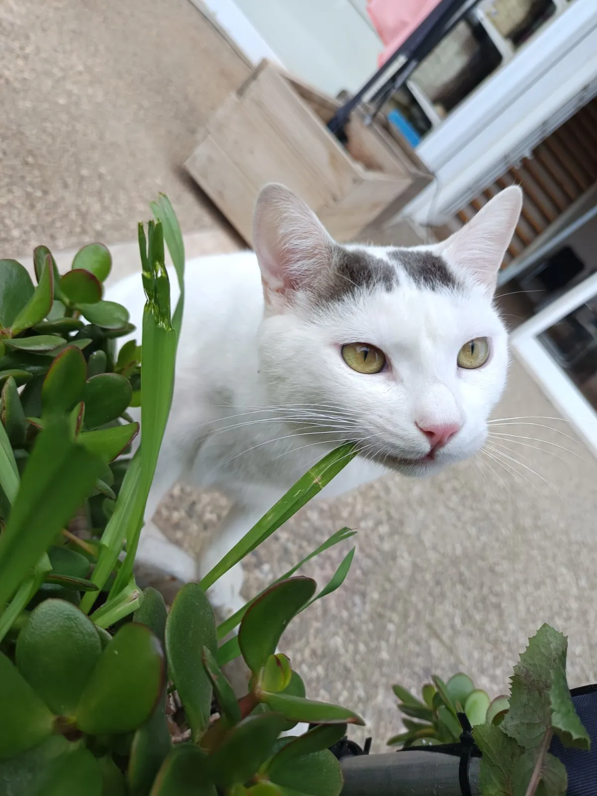 Onyx in the cat grass outside the entrance