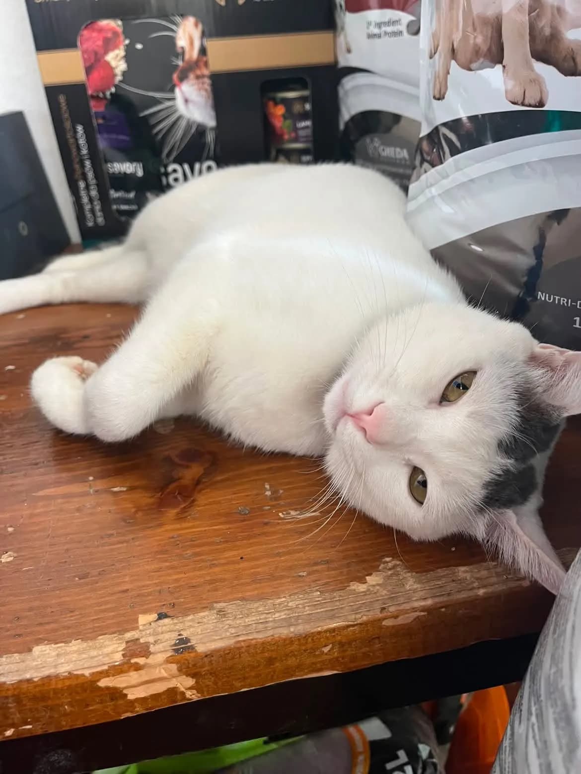 Onyx lounging among the food bags
