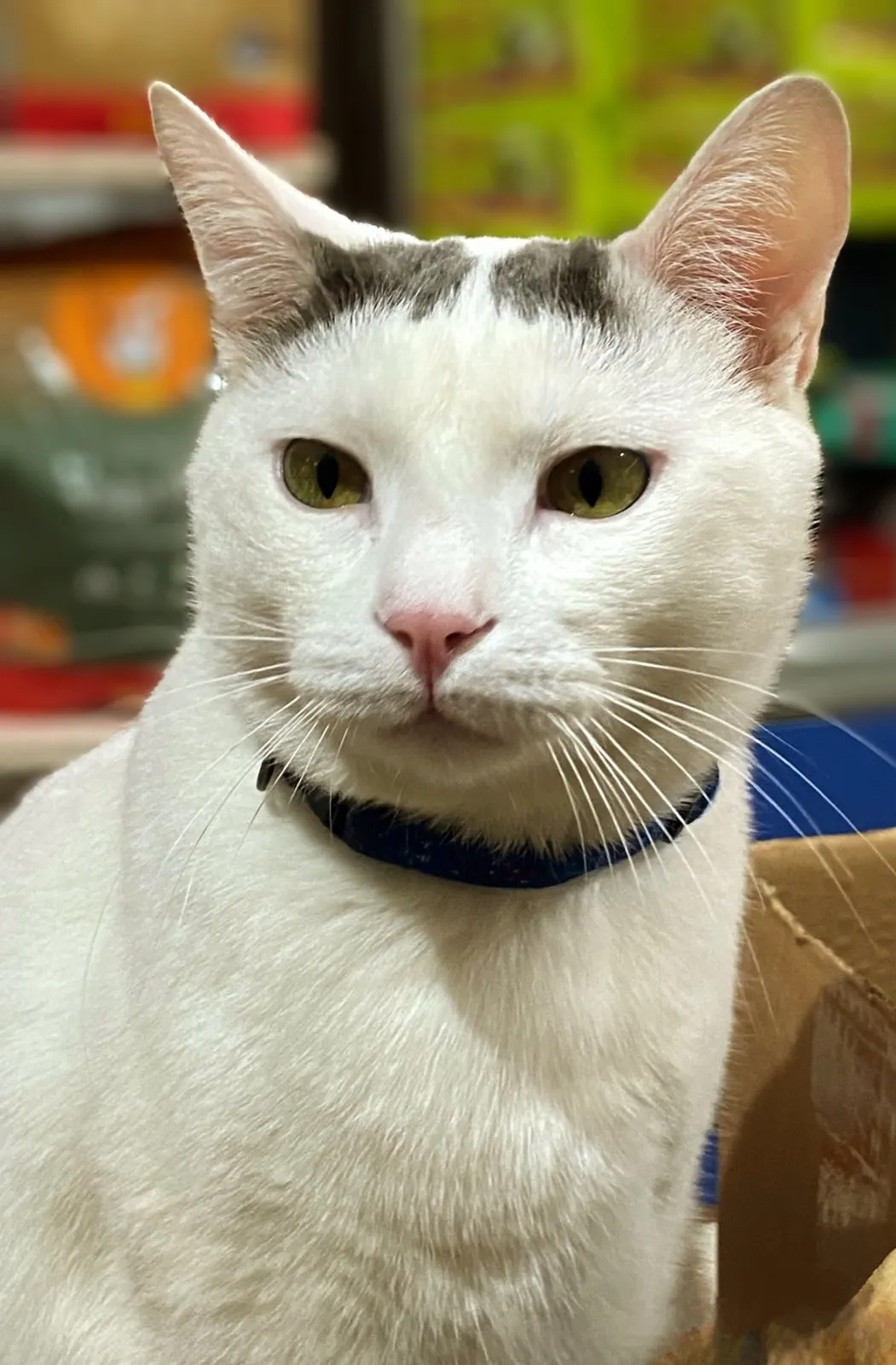 Onyx, the shop cat
